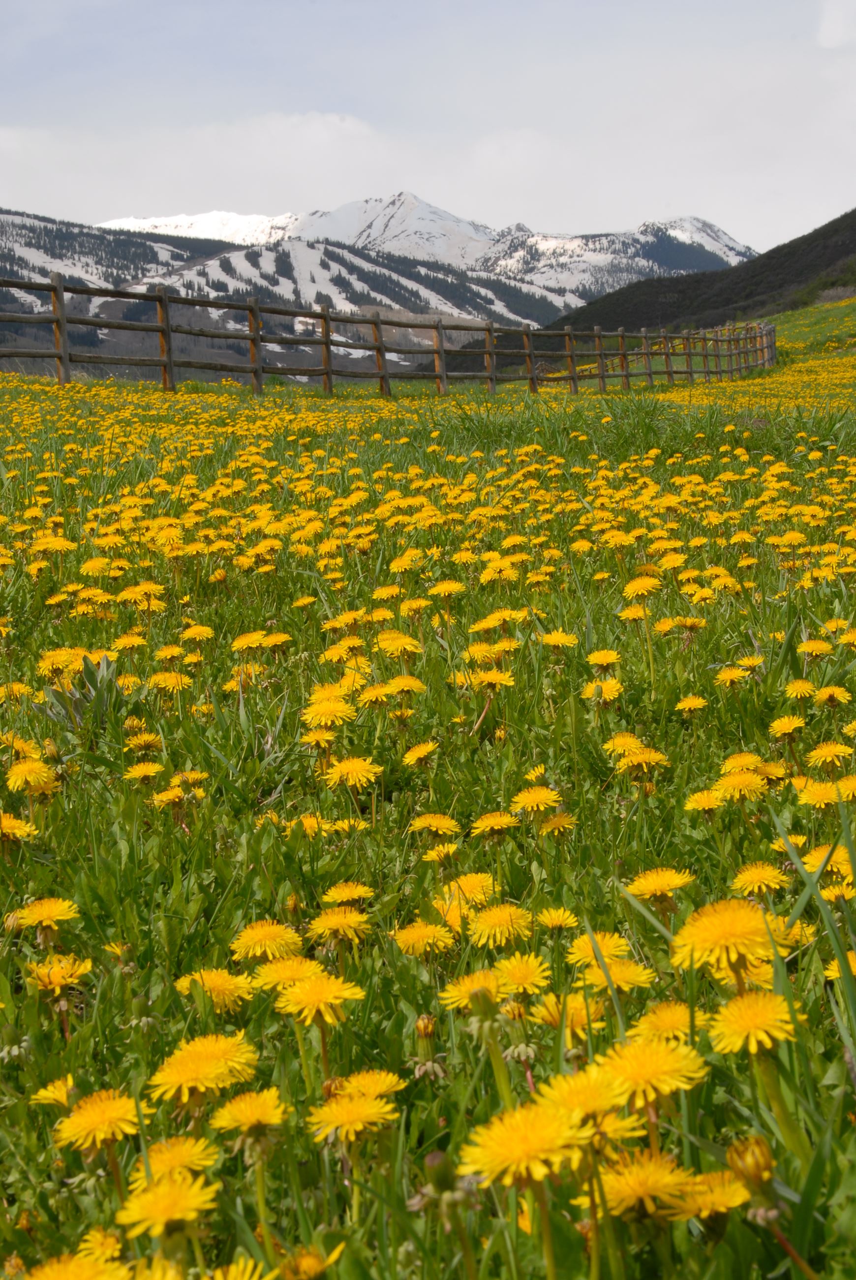 Mountain scene with wildflowers in foreground